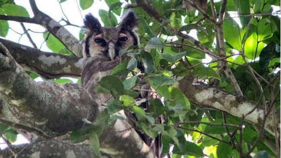 Verreaux's Eagle-Owl 